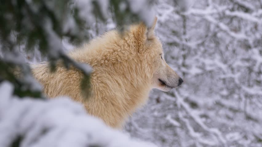Arctic wolf (Canis lupus arctos) in winter