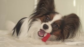 Young dog breeds Papillon Continental Toy Spaniel brushes teeth with a toothbrush stock footage video