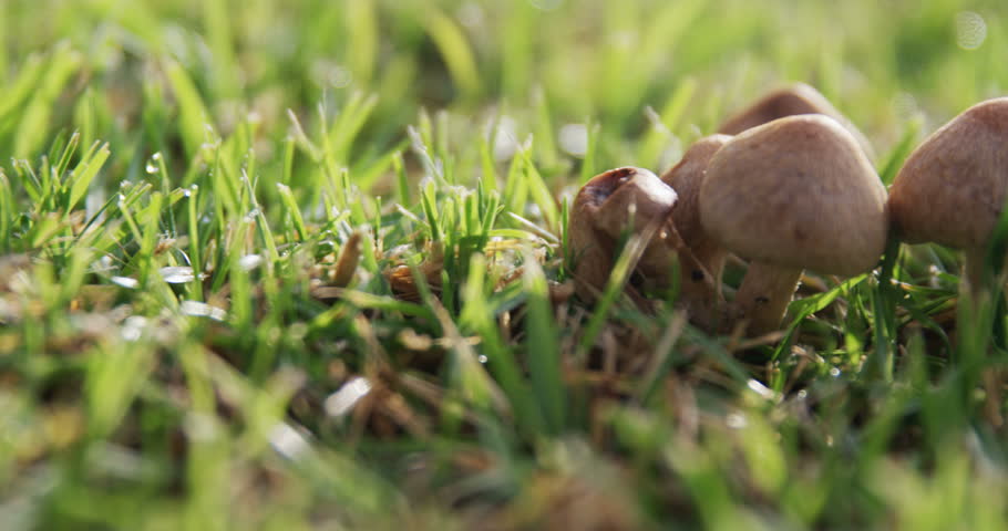 Mushroom growing in the grass on a sunny day 4k | Shutterstock HD Video #1006628674