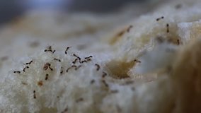 Ants eating bread closeup blur background