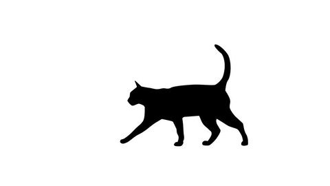 Silhouette of the black cat, animation on the white background