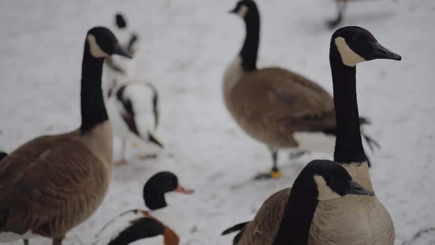 Canada goose (Branta canadensis) is large wild goose species with black head and neck, white cheeks, white under its chin, and brown body. Native to arctic and temperate regions of North America.