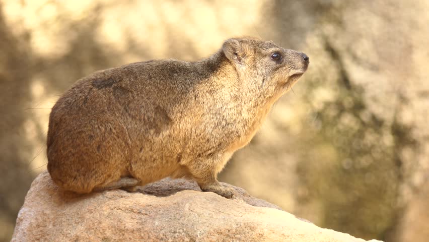 Rock hyrax (Procavia capensis), also called rock badger and Cape hyrax, is commonly referred to in South African English as dassie. It is one of four living species of order Hyracoidea, genus Procavia