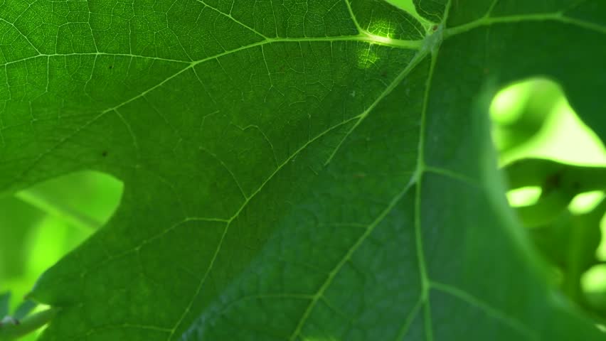 Close up on a green leaf of vine, in a vineyard in Valdobbiadene. | Shutterstock HD Video #1006634680