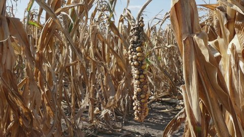 Damaged corn plant in field after drought zoom out agricultural footage