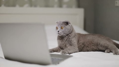 Scottish Fold cat is watching a movie on a laptop. A serious gray animal lies on the bed and works on the computer. Slow motion.