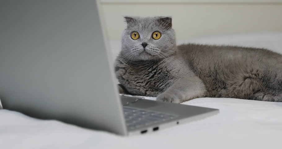 A gray cat is resting on the bed near the laptop. Scottish Fold breed.  Royalty-Free Stock Footage #1006636300