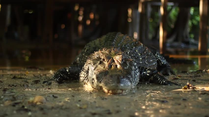 black caiman amazon rainforest bolivia Stock Footage Video (100% ...