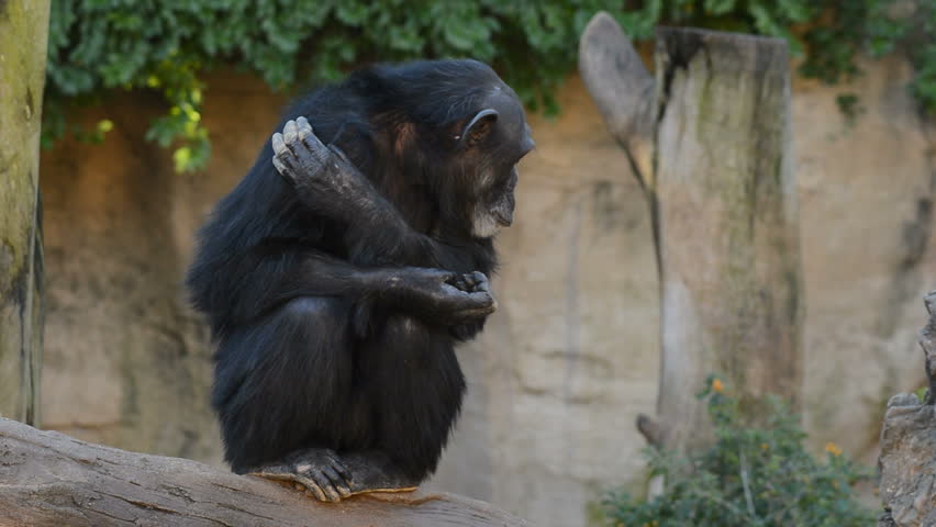 Common chimpanzee snuggled up in a tree - Pan troglodytes