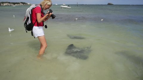 Happy blonde woman photographer at big Australian Eagle Ray close to shore in Hamelin Bay, Margaret River Region, Western Australia. Female photographing eagle sting rays popular local attraction.