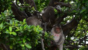Group of monkey macaque sitting on tree