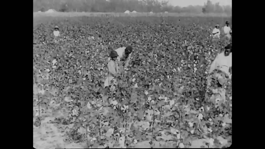 CIRCA 1930s\xD1 Bales of cotton are delivered to a mill and cotton is processed at a mill.