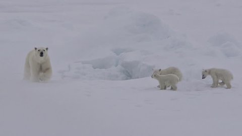 CIRCA 2010s - A polar bear and baby cubs struggle in on an ice floe as global warming affects sea ice levels.