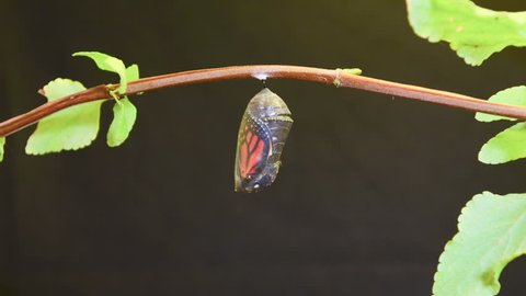 CIRCA 2010s - A monarch butterfly undergoes metamorphosis in this time lapse shot.