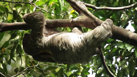 Three-toed Sloth climbing a tree