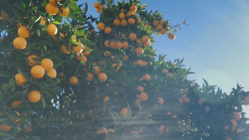 Juicy ripe oranges on the branches of an orange tree in warm sunny weather Royalty-Free Stock Footage #1006663855
