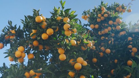 Juicy ripe oranges on the branches of an orange tree in warm sunny weather
