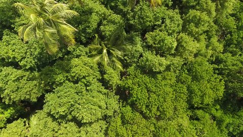 Aerial drone shot in sunny day time. fly over palm trees mangrove forest and beautiful beach lagoon. Located in martinique. 