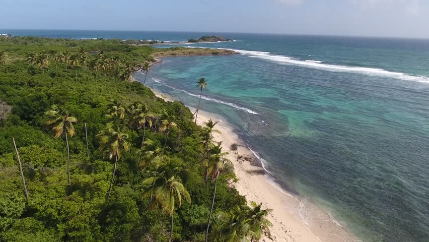 Aerial drone shot in sunny day time. Close up fly over palm trees mangrove forest and beautiful beach lagoon. Located in martinique. Royalty-Free Stock Footage #1006664452
