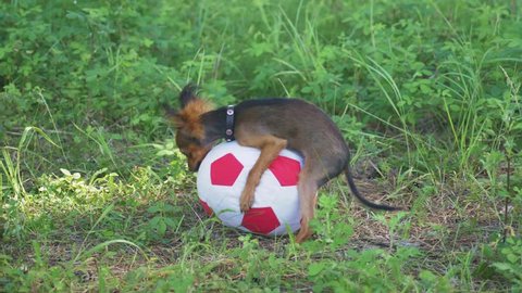 Dog makes funny sex with a toy. A toy is a soccer ball. Legs hang hilariously. Humping dog. Humpy toy terrier.