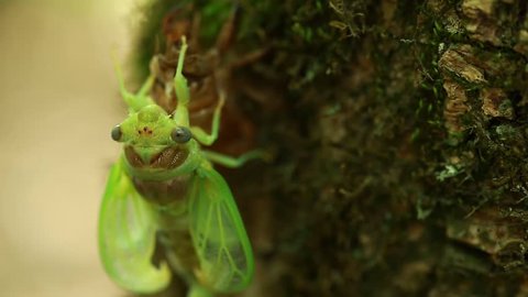 larva of  newborn cicada on  tree trunk