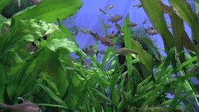 Diamond and Black phantom tetra aquarium fish underwater footage