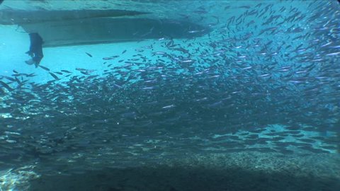 School of fish under a pear underwater boat on the surface