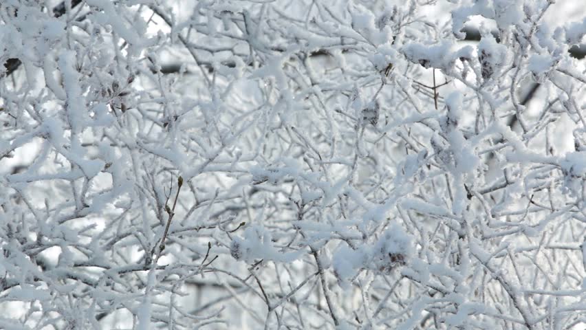 Closeup view of beautiful icy white branches of winter tree. Seasonal beauty of nature concept. Natural Snowy Christmas holiday background | Shutterstock HD Video #1006682146