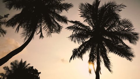 Sunset with coconut palm tree leaf silhouette. Travel destination