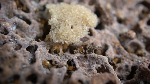 close up termite and Termite eggs.