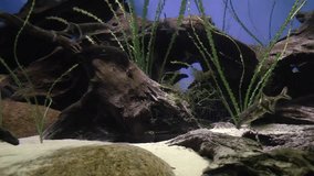 Underwater footage of aquarium fishes