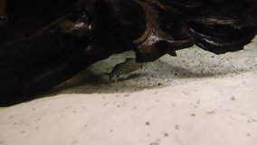Dotted catfish underwater footage, Aquarium fish