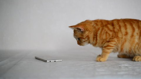 Ginger kitten playing on cell phone