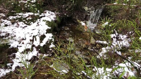 Little creek surrounded by snow and pine trees
