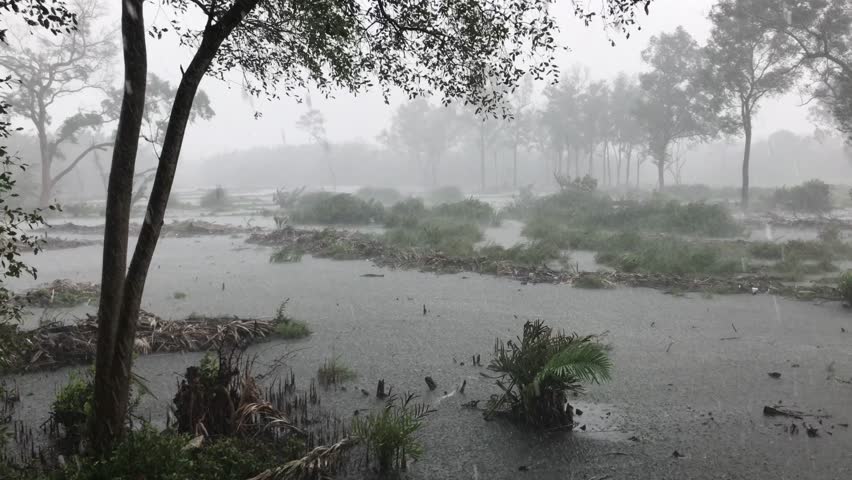 Strong wind-waves and heavy rain at over the swamp.