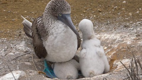 GALAPAGOS ISLANDS, ECUADOR - CIRCA 2010s - A blue footed booby sits on its nest with baby chicks in the Galapagos Islands, Ecuador.