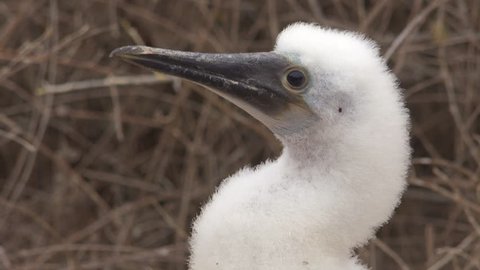 GALAPAGOS ISLANDS, ECUADOR - CIRCA 2010s - Close up of the face of a baby blue footed booby in the Galapagos Islands, Ecuador.