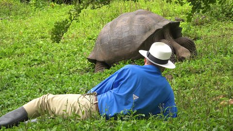 GALAPAGOS ISLANDS, ECUADOR - CIRCA 2010s - A tourist lies on the ground admiring a giant land tortoise in the Galapagos Islands, Ecuador.