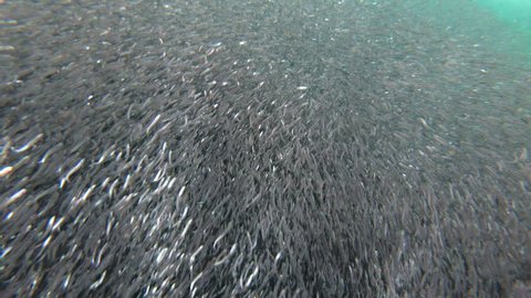 GALAPAGOS ISLANDS, ECUADOR - CIRCA 2010s - Galapagos penguins hunt anchovies underwater in a huge bait ball.