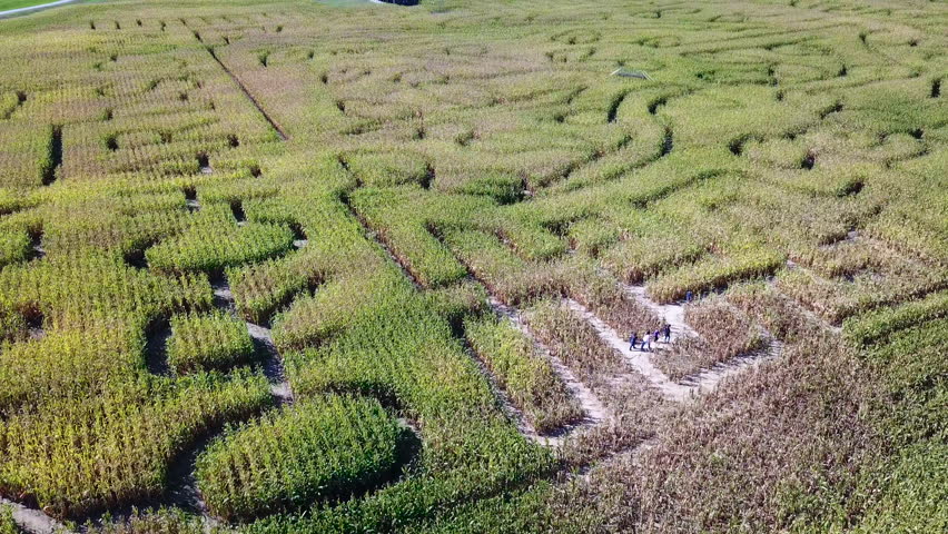MICHIGAN - CIRCA 2010s - An aerial over a vast corn maze on a Michigan farm.