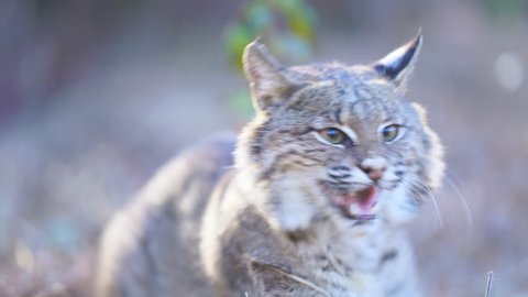 American Bobcat (Lynx rufus) growling and hissing.  January in Georgia.