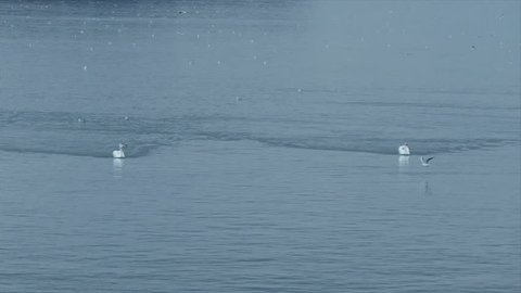 Swan swimming on the blue water of river Danube
