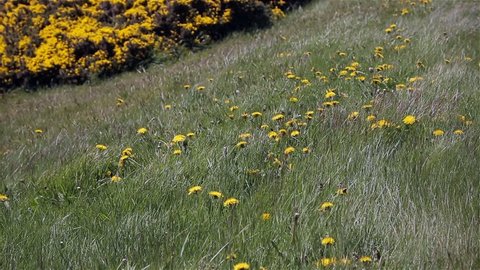 Yellow Gorse Flowers (Ulex europaeus) in a Field in Falkland Islands. 
