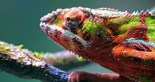 Chameleon moving big eye while looking around and moving slowly on tree branch. Detailed close up view of colorful and vivid textured skin