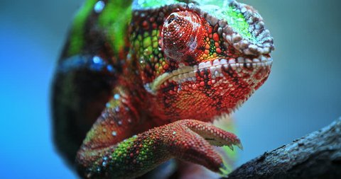 Close-up macro view of Chameleon tropical lizard with colorful textured skin walking on tree branch in tropical nature