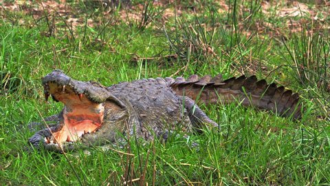 Close up portrait of big Indian Marsh Crocodile Mugger in wild nature of Sri Lanka