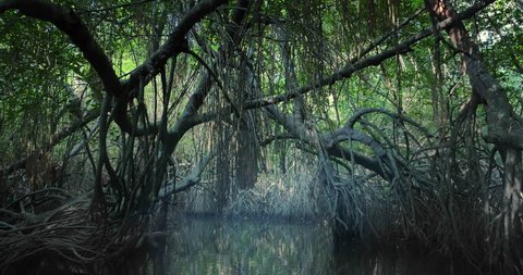 Saline swamp with mangrove plants flooded by tide growing in natural ecosystem of tropical forest near coast of Sri Lanka. Large old trees with bent and twisted roots hanging from above grow on sides