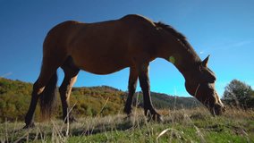 Beautiful brown horse grazing summer pasture in mountain range