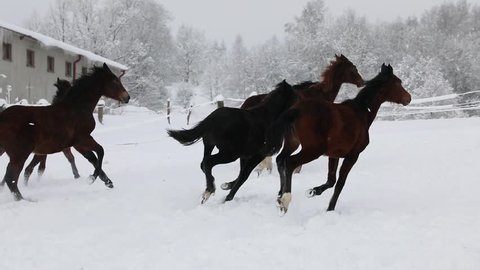 Foals are running on the snowy meadow in cold winter
