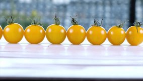 Yellow cherry tomatoes on wooden white table